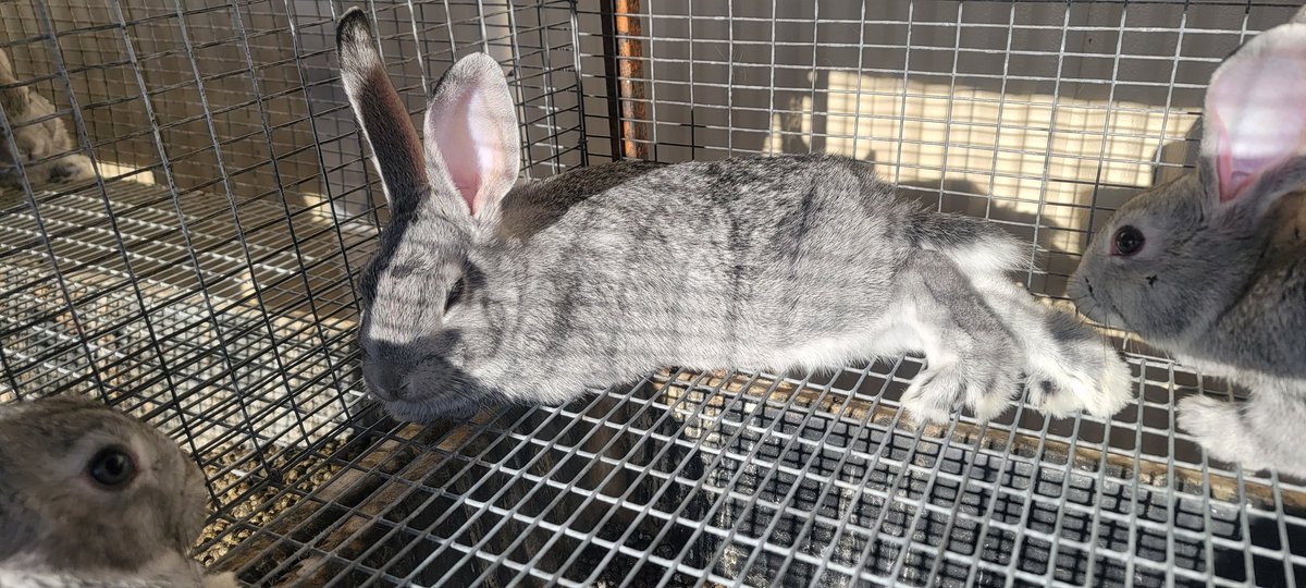 HostileHare's tweet photo. Got a couple purebred AmChin bucks on hand, looking for a new hare-mππ... See what I did there?π If you have a #meatrabbit operation and want to add some serious size to your output, the best way to do that is to mix in some #Americanchinchillafur bucks. #rabbitry #amchins https://t.co/PE1D9X21wR