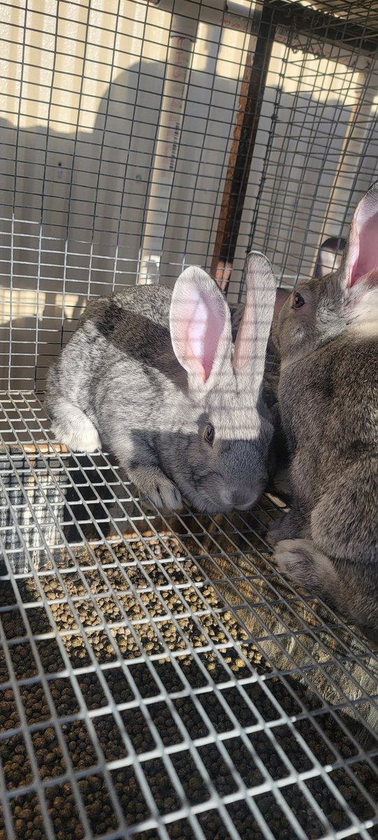 HostileHare's tweet photo. Got a couple purebred AmChin bucks on hand, looking for a new hare-mππ... See what I did there?π If you have a #meatrabbit operation and want to add some serious size to your output, the best way to do that is to mix in some #Americanchinchillafur bucks. #rabbitry #amchins https://t.co/PE1D9X21wR