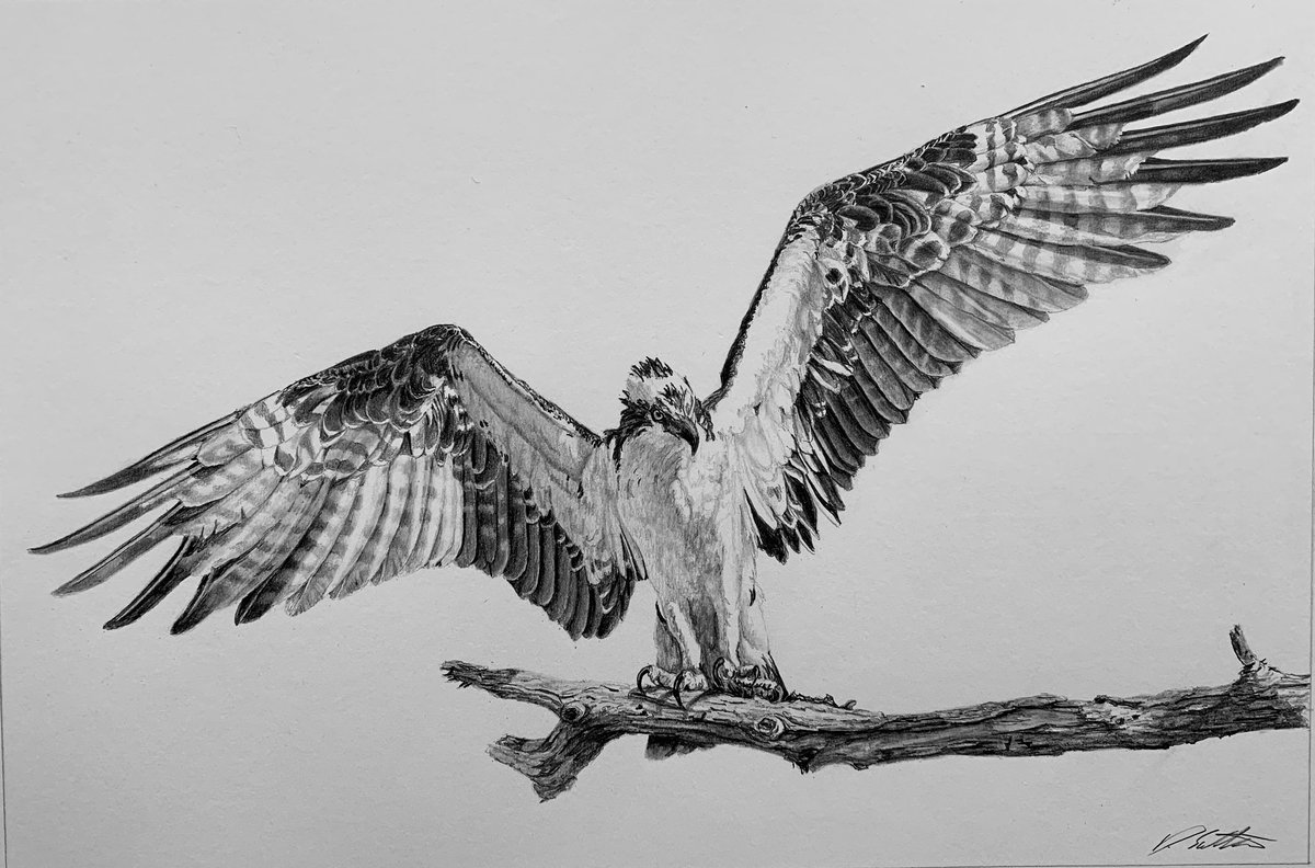 Davidjsalter's tweet photo. I think I'm calling this fabulous osprey finished.  I've loved drawing him, especially those wing feathers.
Thanks to @TaniBergeron for the ref pic

Drawn with #staedtler Mars Lumograph pencils https://t.co/314abIIMMc