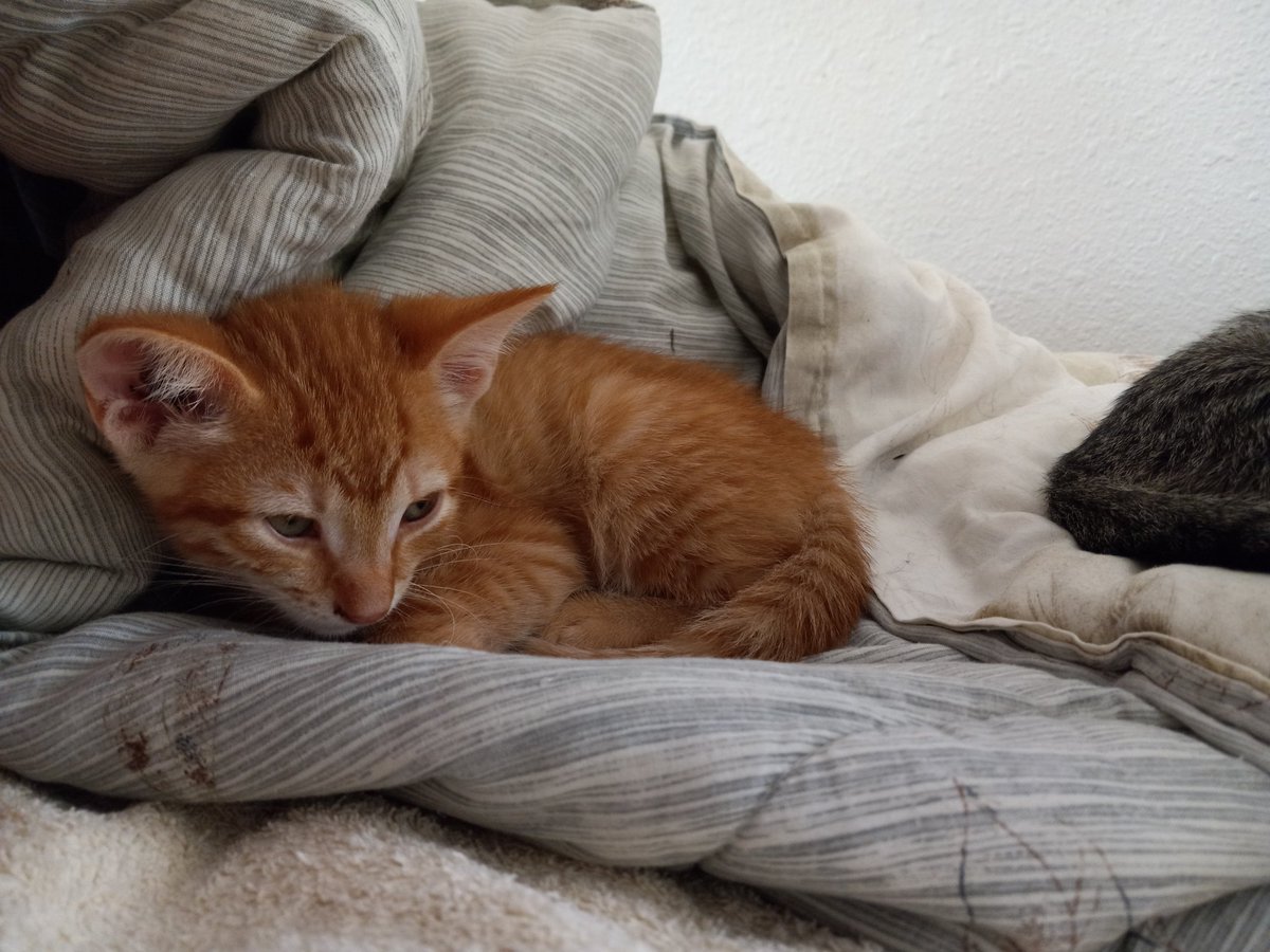 amor_vuelveTX's tweet photo. Our foster babbehz! #Foster5 #FIzFurFoster wez babbehz https://t.co/gyIc6665Am