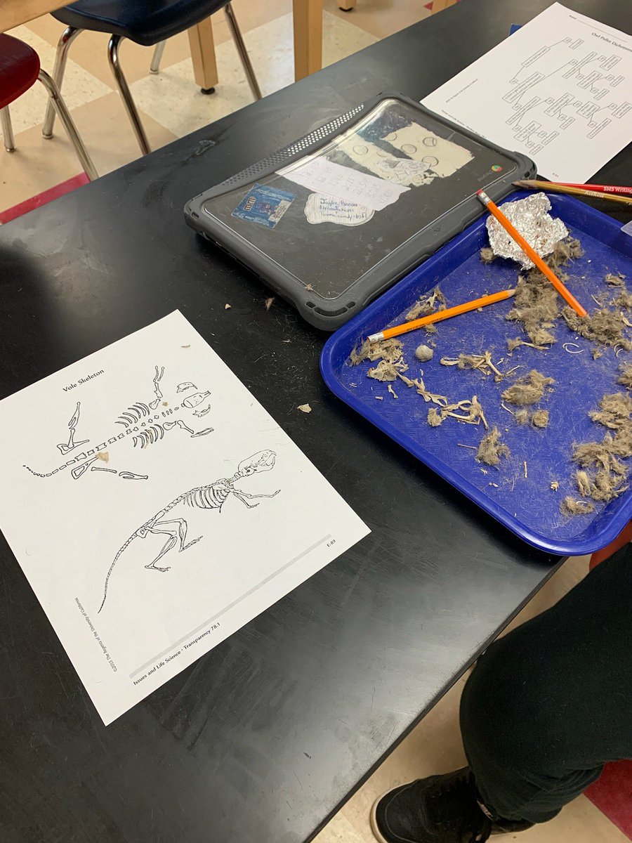 SMS_MCS's tweet image. Not your typical Friday in Miss Williams’ 6th grade science class... 

Her students got to dissect owl pellets and had so much fun exploring what owls eat!