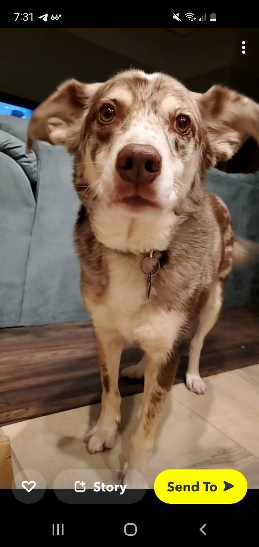 TheWerewoof's tweet photo. Sorry guys no stream today. Still working on my IDW Sonic 59 review vid. Have a picture of my good boy instead! #MaxFriday https://t.co/jkdDMEeY7R