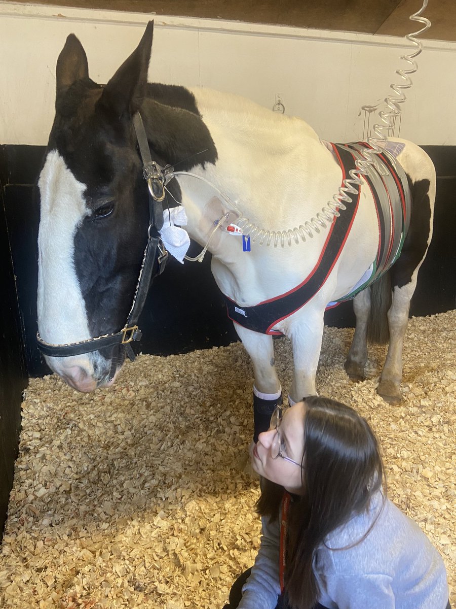 madheadsx3's tweet photo. https://t.co/hnU8zPXgxx

Please help us save my daughters horse after emergency colic surgery xx this horse is her world and saved her life many times when she was in dark place so it’s our turn to try and help her as much as possible every little helps xxx ❤️ https://t.co/92qEz8L0SA