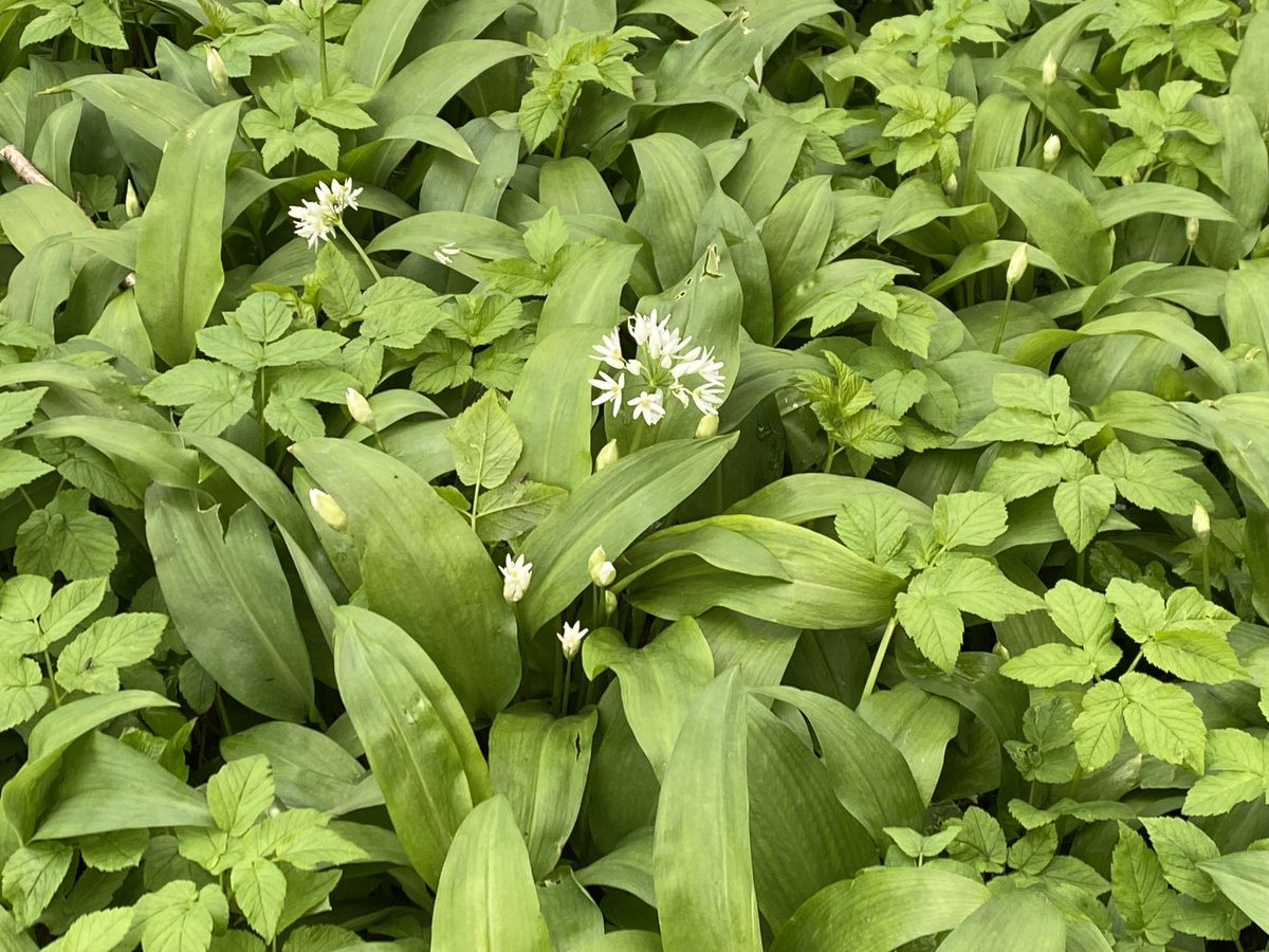 Abundance of wild garlic on my walk on Cranborne Chase today #wildgarlic #cranbornechase #cranbornechaseaonb @CranborneChase