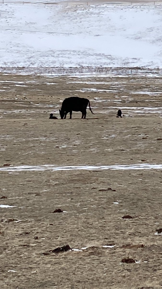 Curtis Fladager (angrycowboy) tweet media