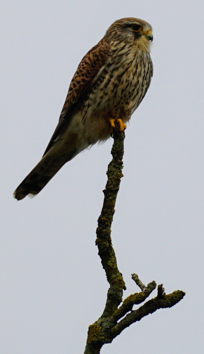 patersonchrisp's tweet photo. @AmiableHuman Kestrel says hi! https://t.co/x4Jmv326mQ