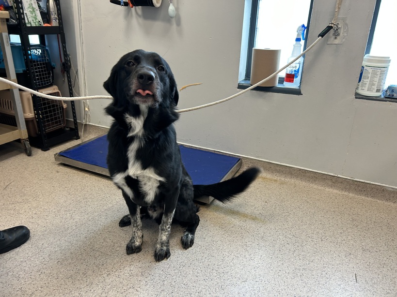 NMBewitched's tweet image. Imagine your body yearns to run
Your brain searches for tasks
Bred to be elite, poetry &amp;amp; brilliance

Now locked in a cage, your freedom taken away
Boredom 24/7, you who pride yourself on cleanliness surrounded by feces &amp;amp; urine

This is Cody's life
Pls #Pledge only $95