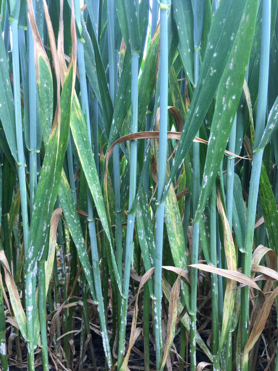 Mathew Barnes tweet media