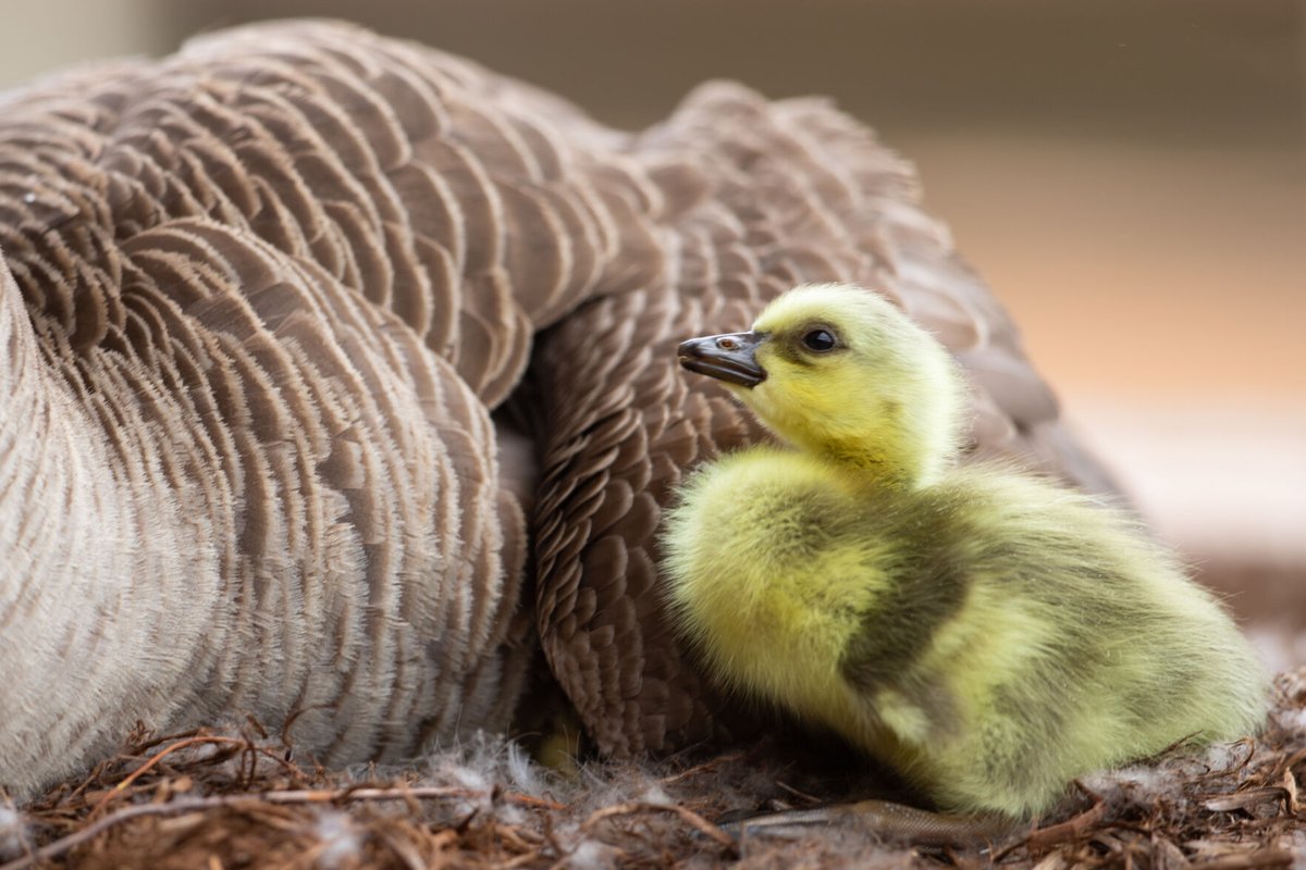 OUDaily's tweet photo. Five goslings hatched outside of the Goddard Health Center Thursday. Check out our best images of the gaggle:

https://t.co/rDCIkUdhzQ https://t.co/yLGNzvAezr
