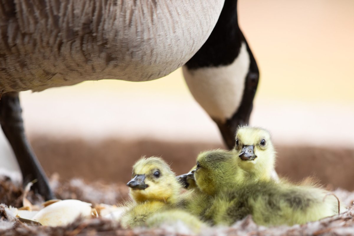 OUDaily's tweet photo. Five goslings hatched outside of the Goddard Health Center Thursday. Check out our best images of the gaggle:

https://t.co/rDCIkUdhzQ https://t.co/yLGNzvAezr
