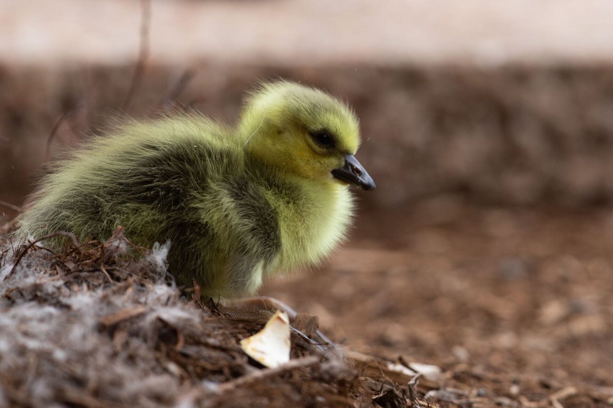 OUDaily's tweet photo. Five goslings hatched outside of the Goddard Health Center Thursday. Check out our best images of the gaggle:

https://t.co/rDCIkUdhzQ https://t.co/yLGNzvAezr