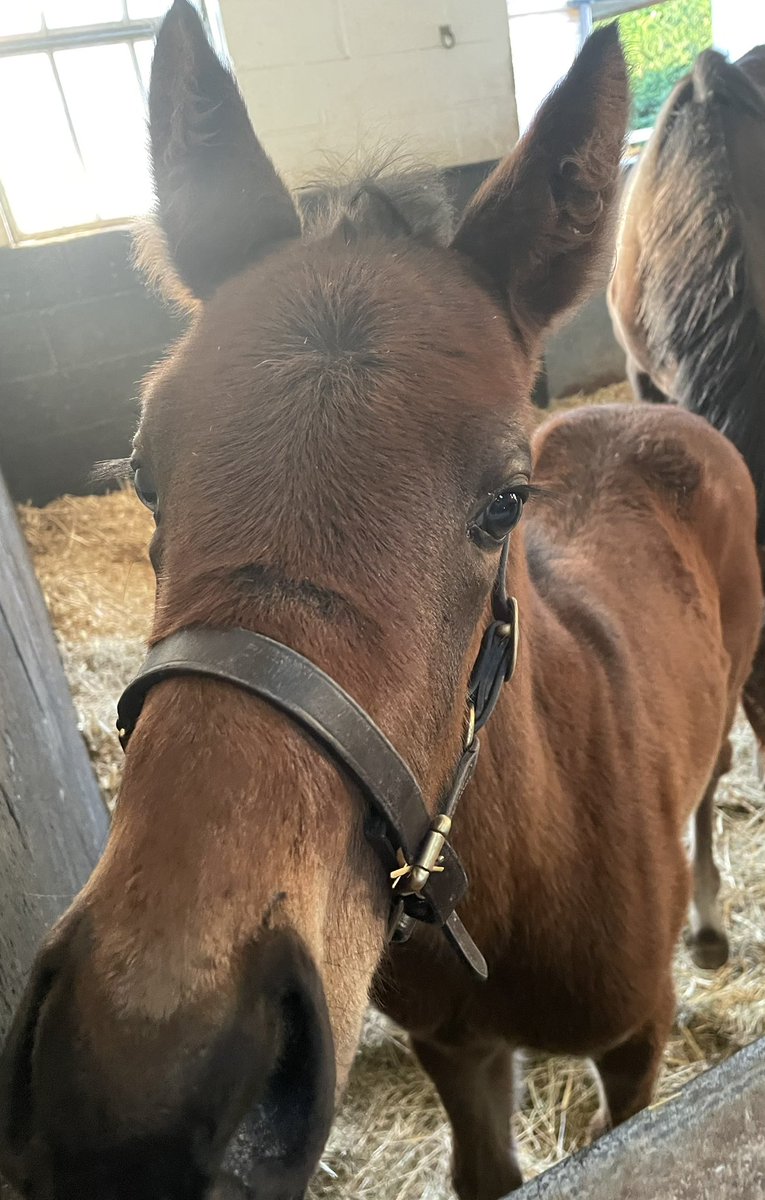 Leahper25756330's tweet photo. Karen by Land Force @JakeJWarren 3 weeks old ex Blushing Beauty family of #Adayar , #MilitaryOrder @MarwellTBs https://t.co/EAVZPknFUM