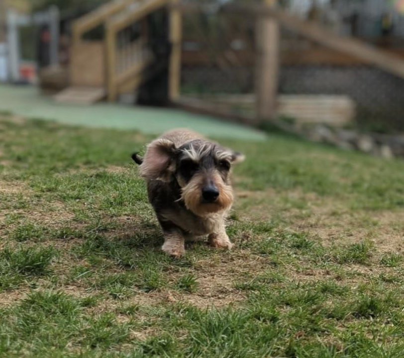 mhp4nhrep's tweet photo. Timeline cleanse:
Behold Mr. Buttons & his slow-mow running action shots. 🐶🐕
#GlamCam #WireHairedDachshund #EyebrowsForDays #MomsFavorite https://t.co/Atcqlubxe9