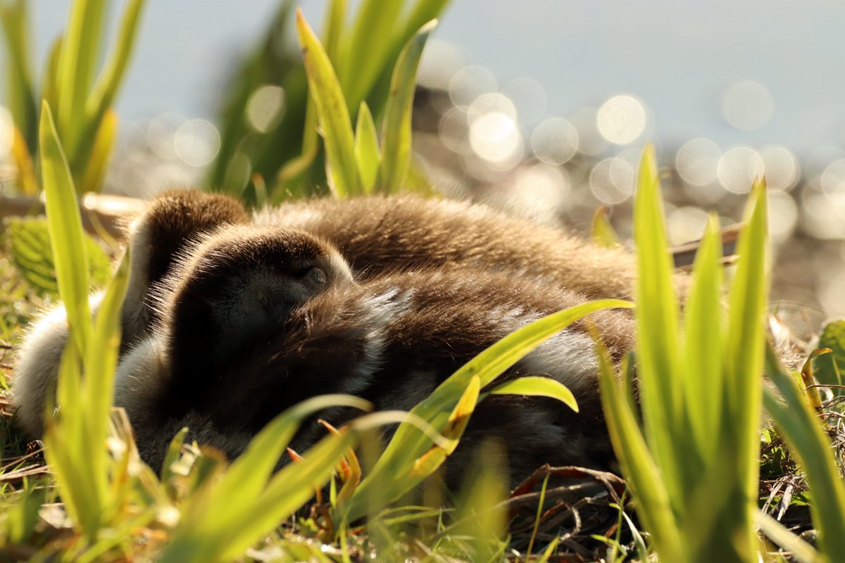 nottingwings's tweet photo. Egyptian goslings, Jubilee Campus @UniofNottingham, 20-Apr-23

[There are nine of these adorable fluff balls!]

#OurWorldIsWorthSaving #TwitterNatureCommunity #BirdPhotography #NearbyWild #Nottingham #LoveNotts #BeastsOfUoN #BirdsSeenIn2023 #AlopochenAegyptiaca https://t.co/T1hZwCxEgT