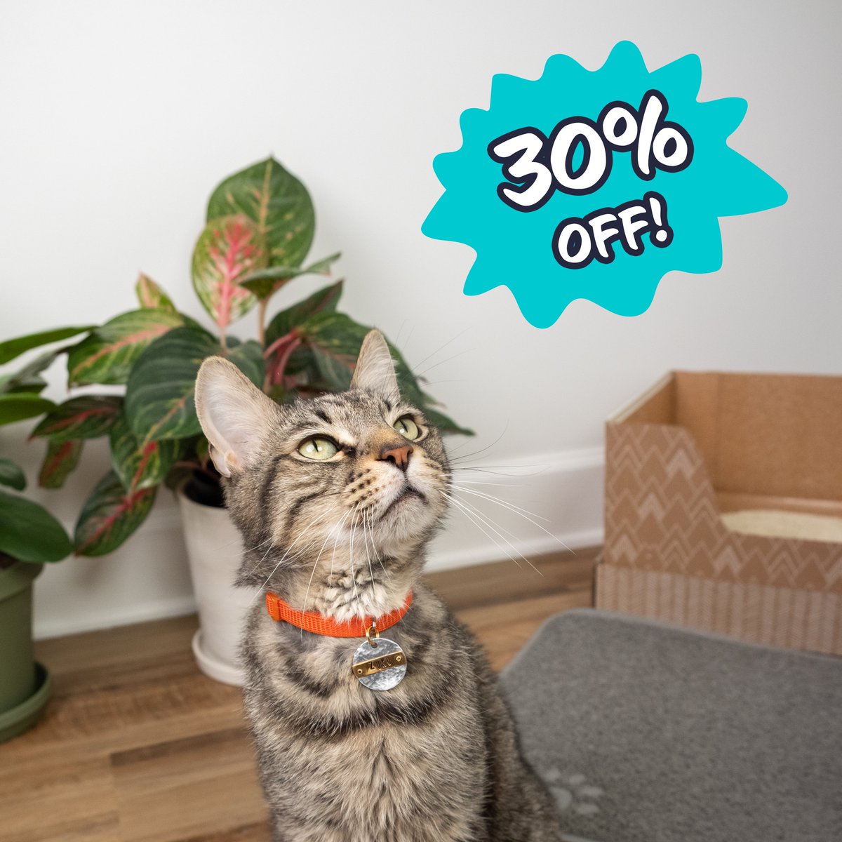 Kitty Poo Club tweet media