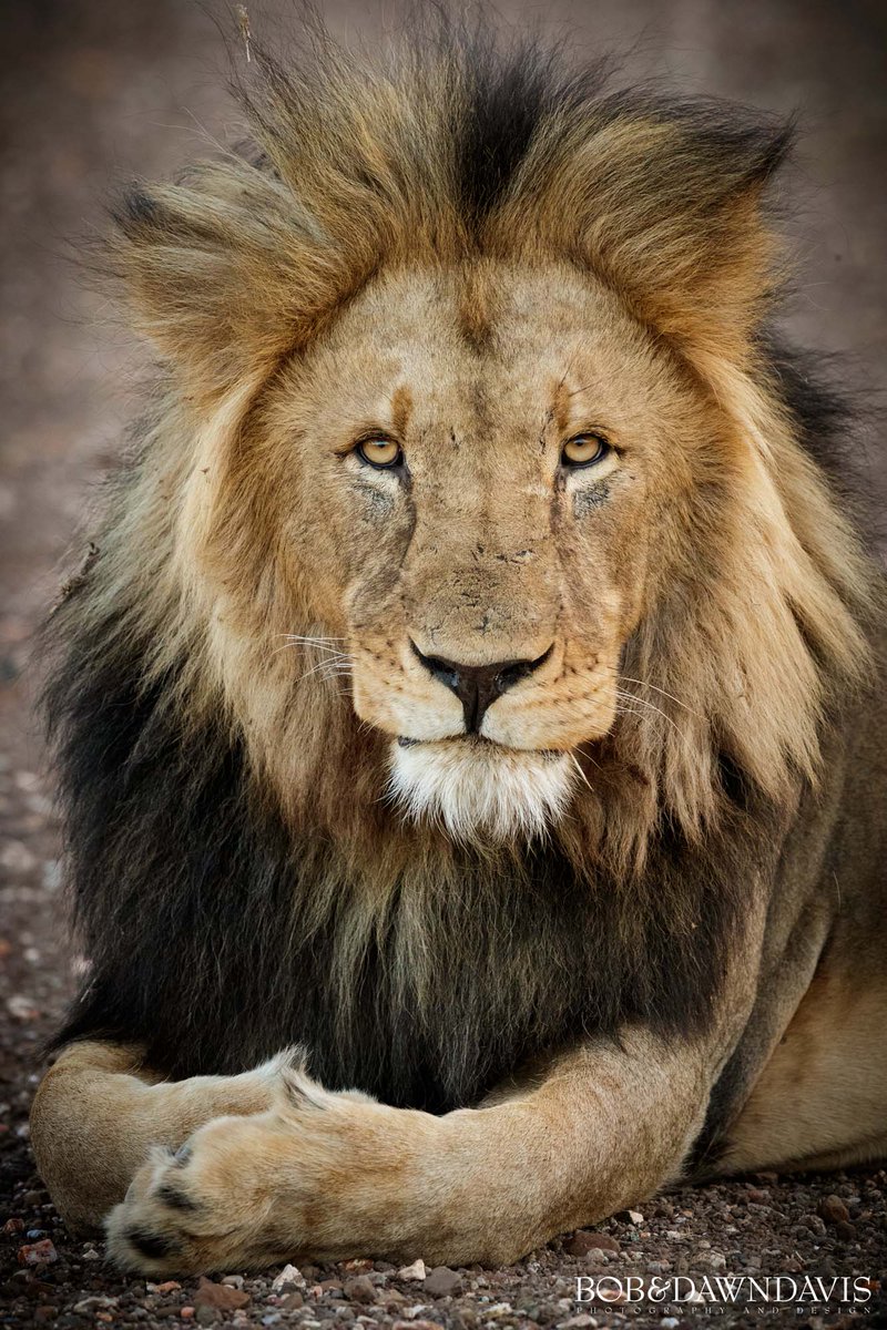 Experience Lions on our Purpose-Driven Safari!  🦁 - eepurl.com/ipD0M6