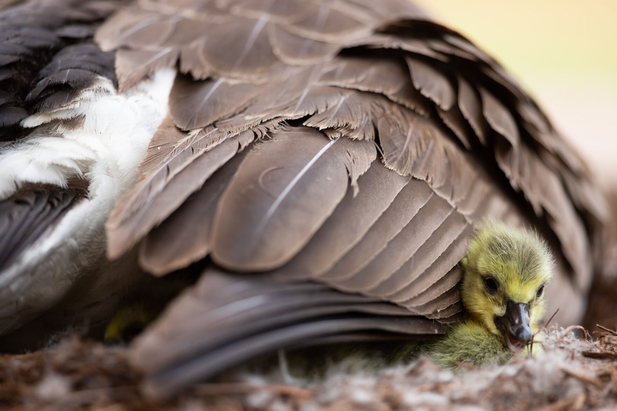 OUDaily's tweet photo. Five goslings hatched outside of the Goddard Health Center Thursday. Check out our best images of the gaggle:

https://t.co/rDCIkUdhzQ https://t.co/yLGNzvAezr