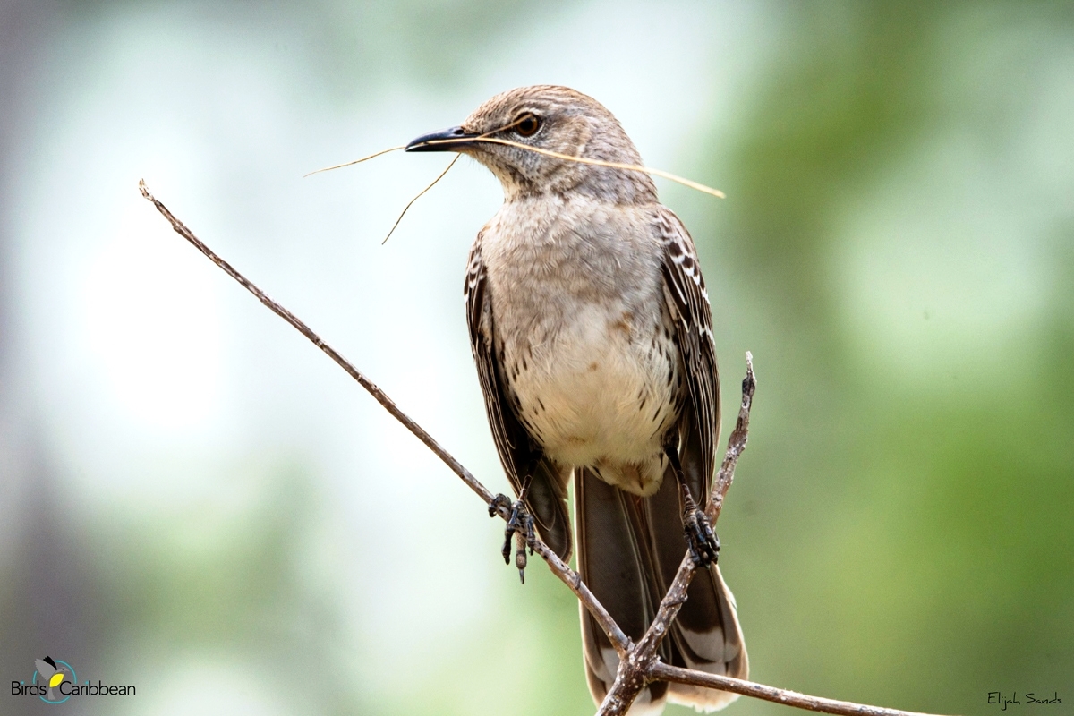 BirdsCaribbean tweet picture