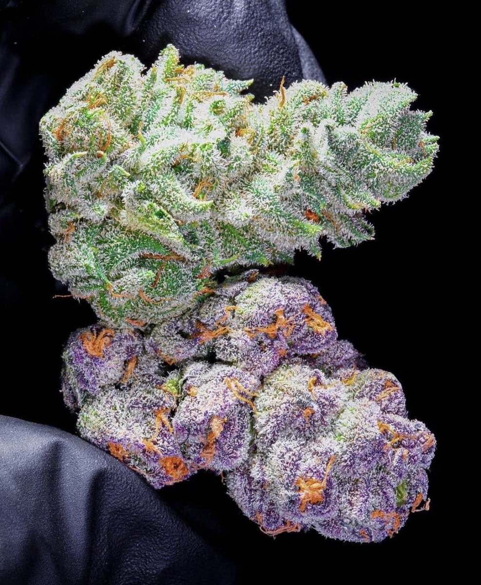 Nugs; Verde 💜🆚 Purpura 💚
📸chewberto420 💚💜