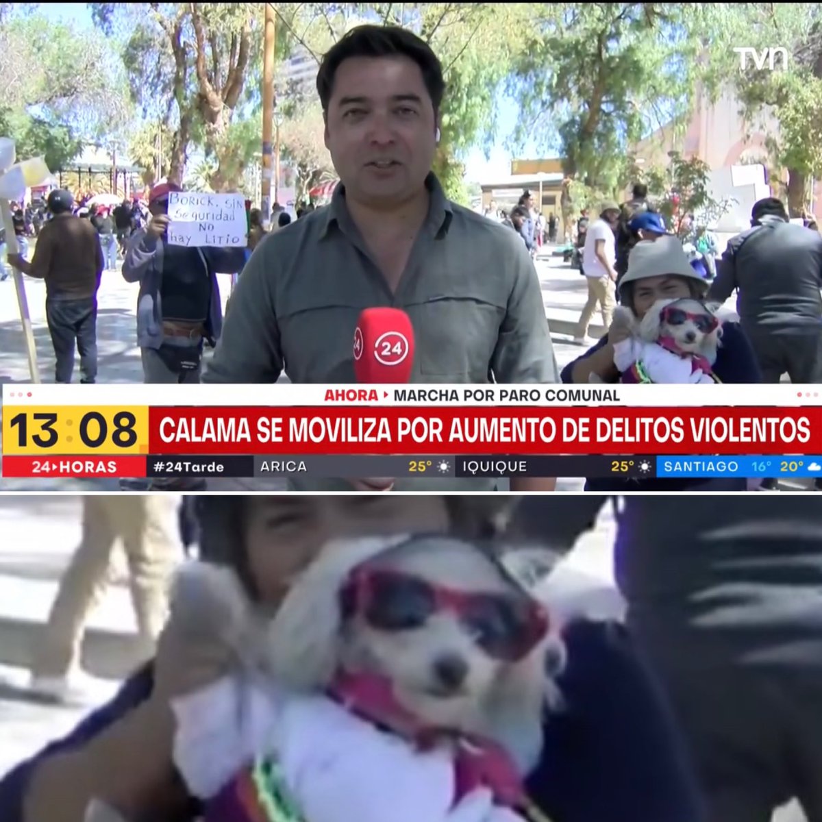 Televisivamente's tweet image. Oye, terrible lo qué pasa en Calam…. WAAAA ¡UN PERRO CON LENTES!