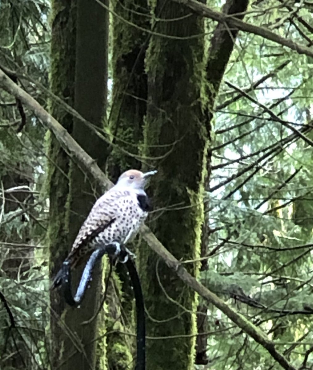 A Northern Flicker stopped by today.  (I took this quick grab shot photo with my handy iPhone.) It’s looking for the bird feeder. I better get it back out there!!  #beHappy  #birdwatcher