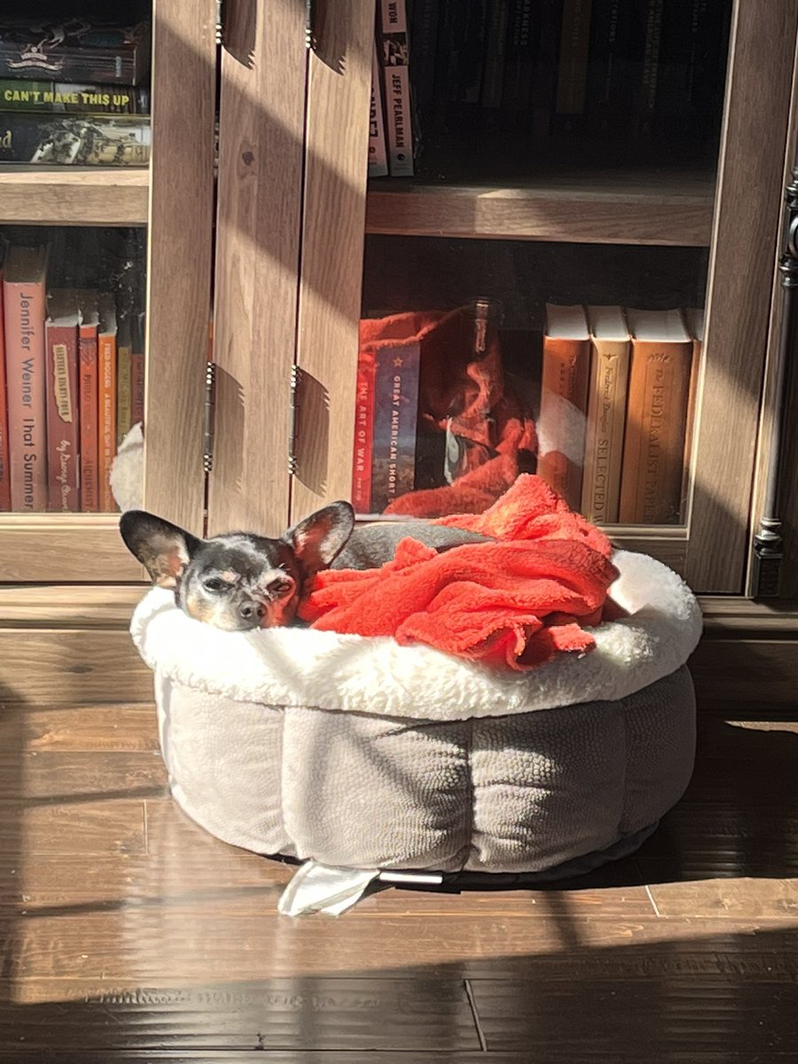 When every day is a Sun-day #Chihuahua