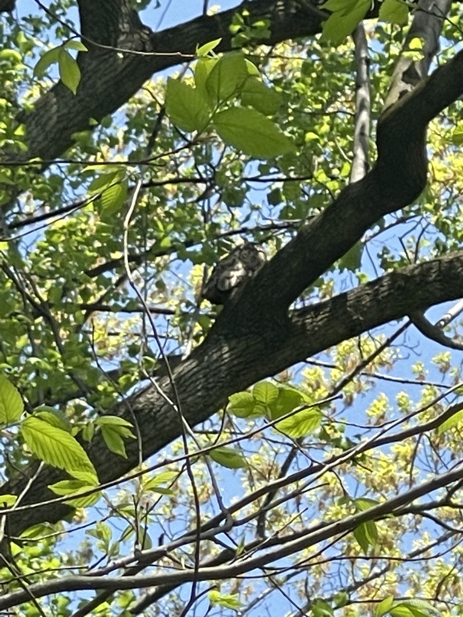 CoraTaningco's tweet image. Happy Friday Flaco #bccp