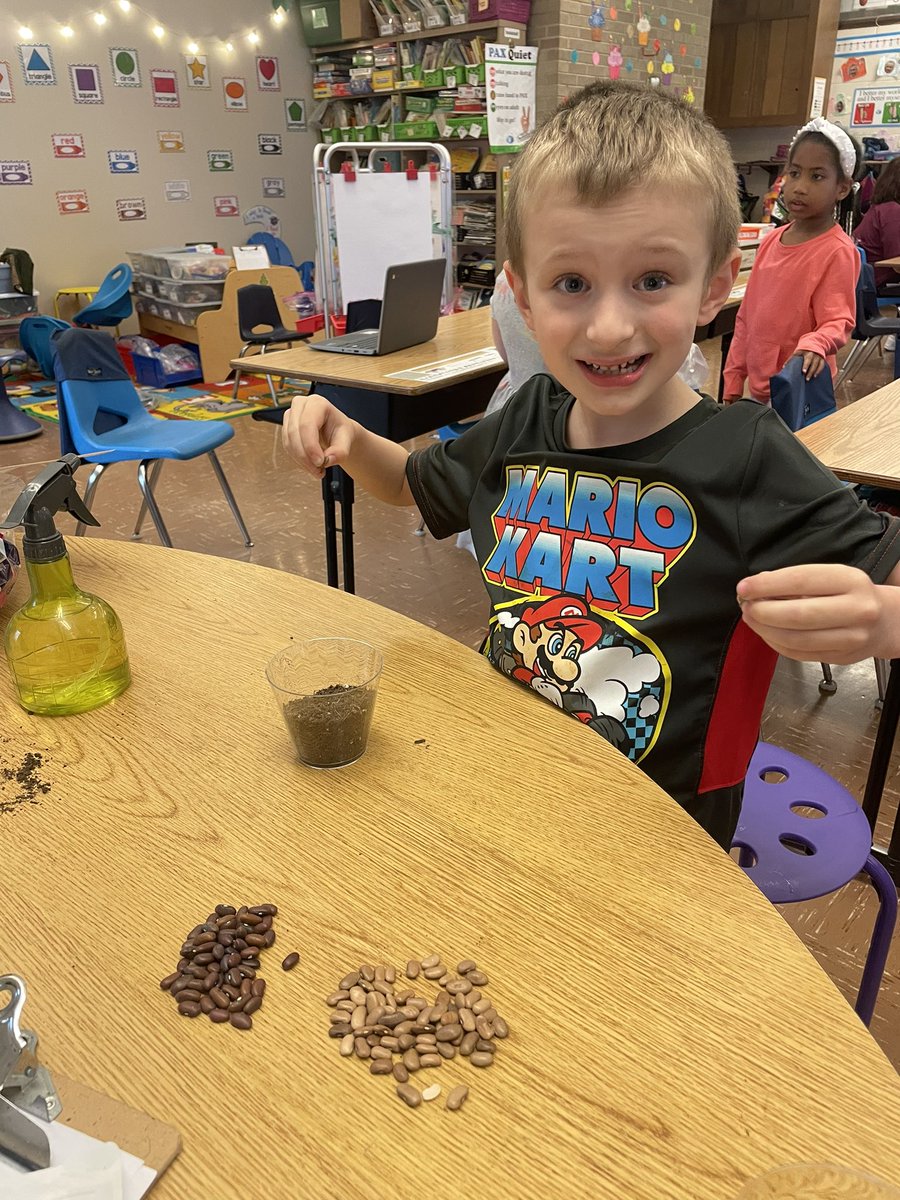 Planting bean plants!