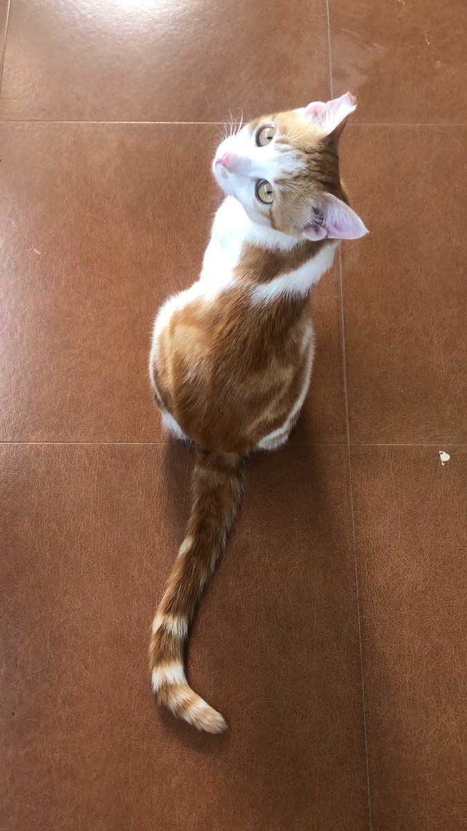 BansariB's tweet photo. Missing indoor Cat, named Miko, opposite Lourdes school, Athwalines, Surat. Last seen at home 7:30am on 21.04.23. It’s been a year in the city, can anyone help me with the animal rescue team or sniffer dogs?  #help #missingcat https://t.co/sRB3dnUdHm