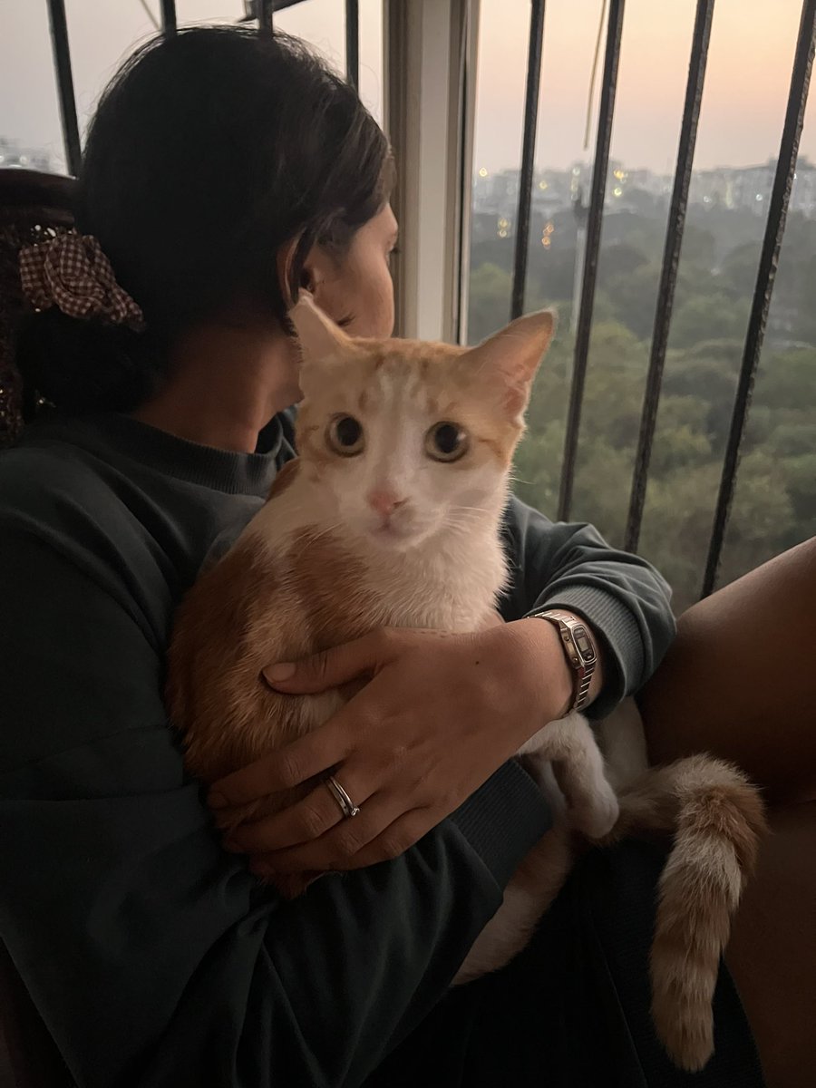 BansariB's tweet photo. Missing indoor Cat, named Miko, opposite Lourdes school, Athwalines, Surat. Last seen at home 7:30am on 21.04.23. It’s been a year in the city, can anyone help me with the animal rescue team or sniffer dogs?  #help #missingcat https://t.co/sRB3dnUdHm