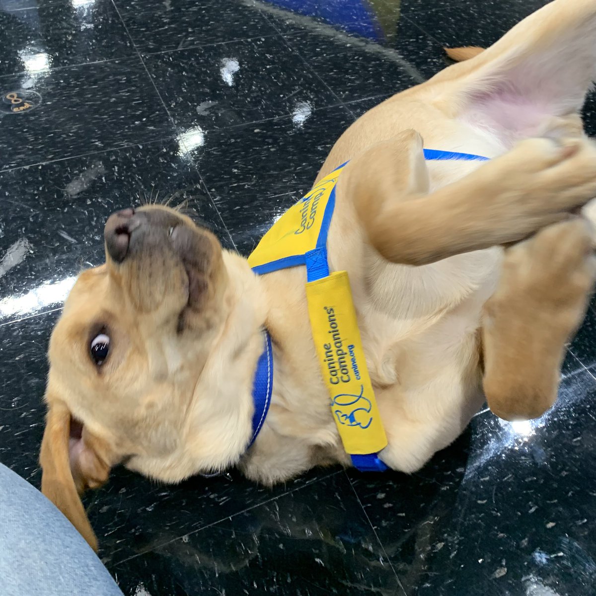 ajconn95's tweet photo. Our puppy with a purpose had an extra spring in his step this morning. 🐶 @nbc4i @canineorg  #brutus https://t.co/roLUAWd1sg