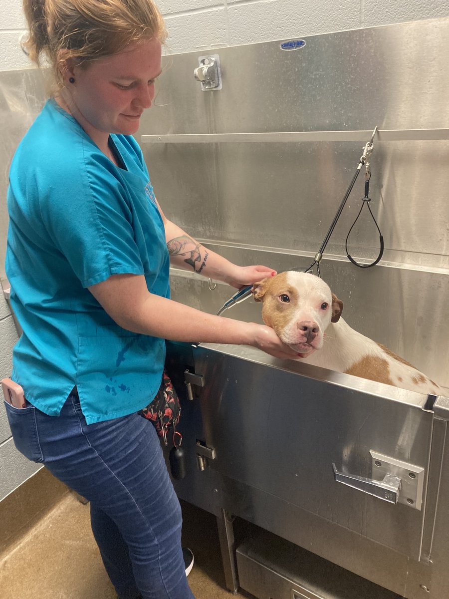 kshumanesociety's tweet photo. Pear got a bath!! 🛁🧼 She's recovering from happy tail syndrome, which is very common in dogs, and she was a darling for her spa day! 💖

Thank you @ecoguardkansas for sponsoring Pear's suite! 🙏 #AdoptICT

Pear: https://t.co/kmz8Jz03Mj https://t.co/54FUrAvUal