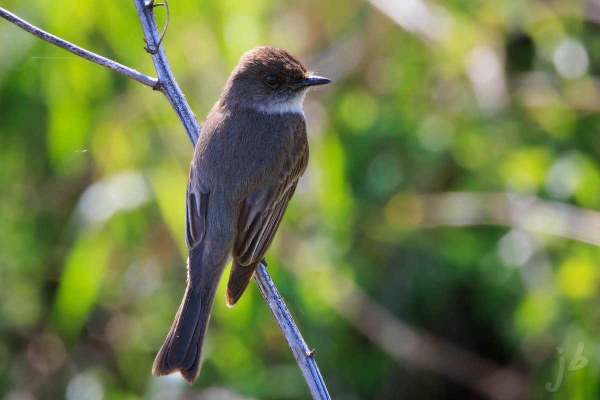 Eastern Phoebe #TwitterNatureCommunity #birding #BirdsSeenIn2023 #birds #birdphotography #BirdTwitter #BIRDER #wildlifephotography #ThePhotoHour #thingsoutside #easternphoebe