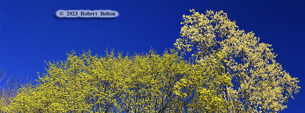 robertbolton443's tweet photo. Over the last week #spring has really sprung and the #trees have gotten all "green and fuzzy" in the #shawsheenvillage section of #andoverma. #springbuds #feelofspring #lookofspring #panorama #nikoncreators #nikonphotography #nikonglobal #nikon #D7200 #nikkor70300mm #nature https://t.co/by66lYgZQK