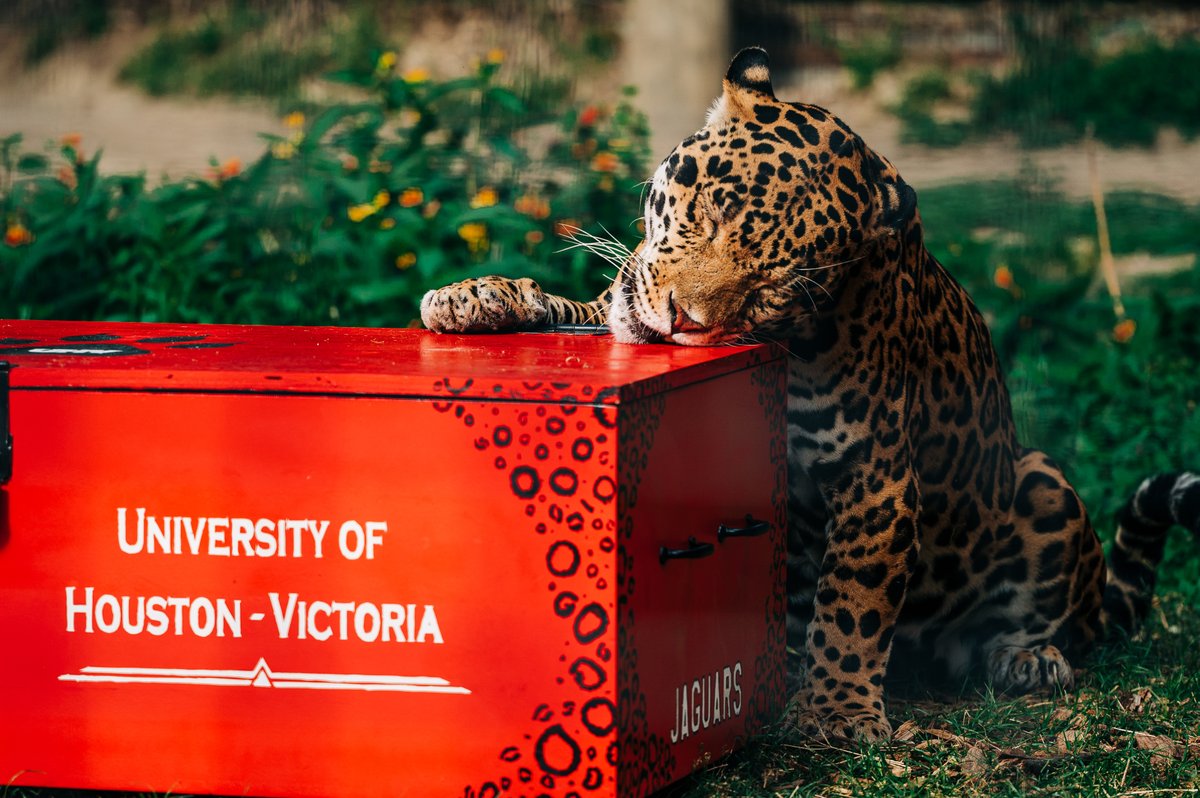 UHVAlumni's tweet photo. We are one week away from the 2023 Jaguar Ring Ceremony.

Make plans to join us at the Texas Zoo on Thursday, April 27 at 9:30 a.m. to watch jaX &amp; Sophia bless the class rings.

#FBF to this picture from last year! jaX &amp; Sophia take their job very seriously🐾💍

#UHV #ClassRing https://t.co/pMY9BR86VX