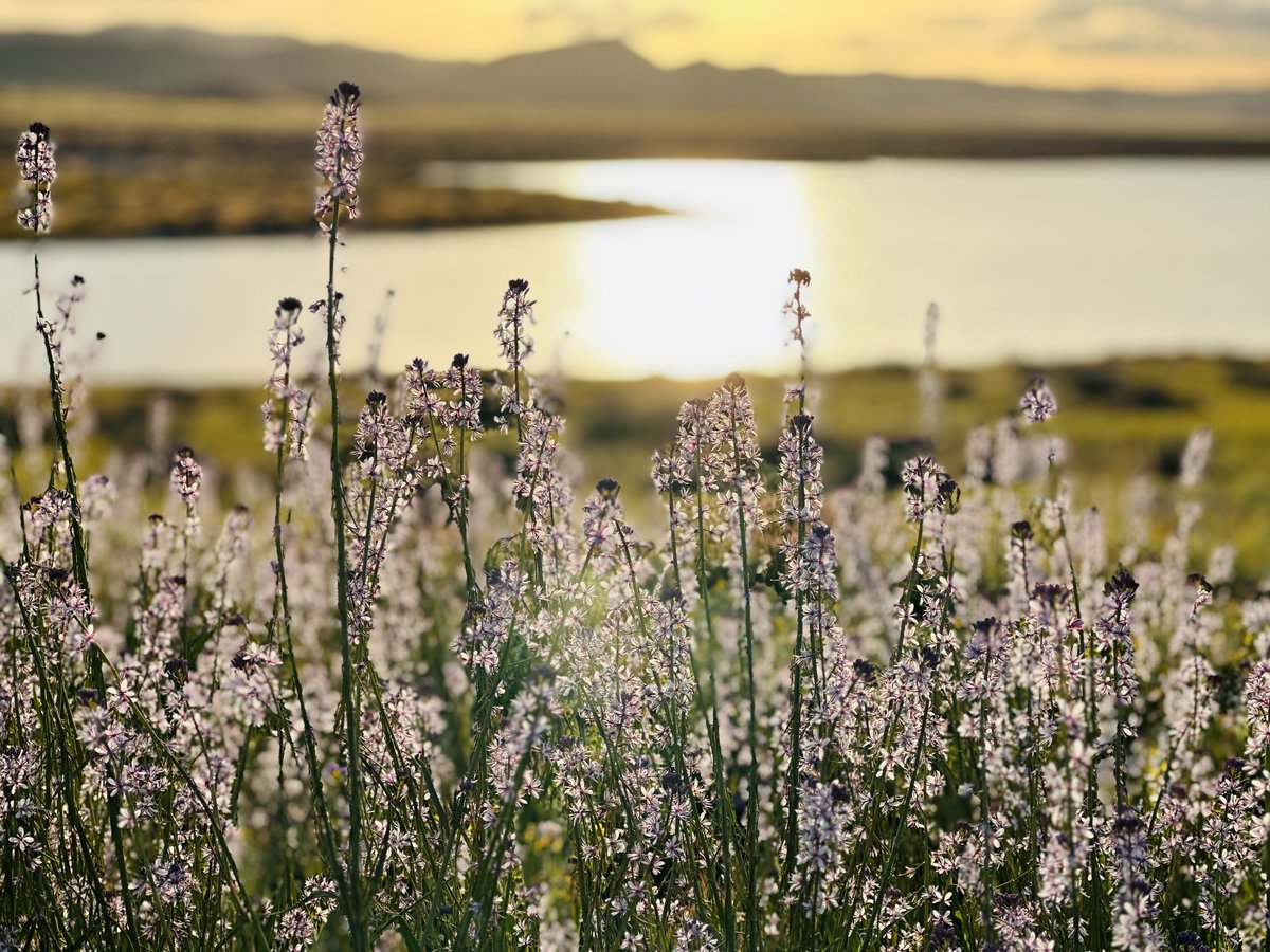 BLMca's tweet photo. It's hard to resist the beauty of #wildflowers! 🌺Especially this flowering Caulanthus anceps, an annual herb native to #California. Be sure to stay on trails and park in designated areas and #DontCrushTheBrush! #TrackTheBloom #CANativePlantWeek

📸R. Namitz, BLM https://t.co/UKkDHo8q27