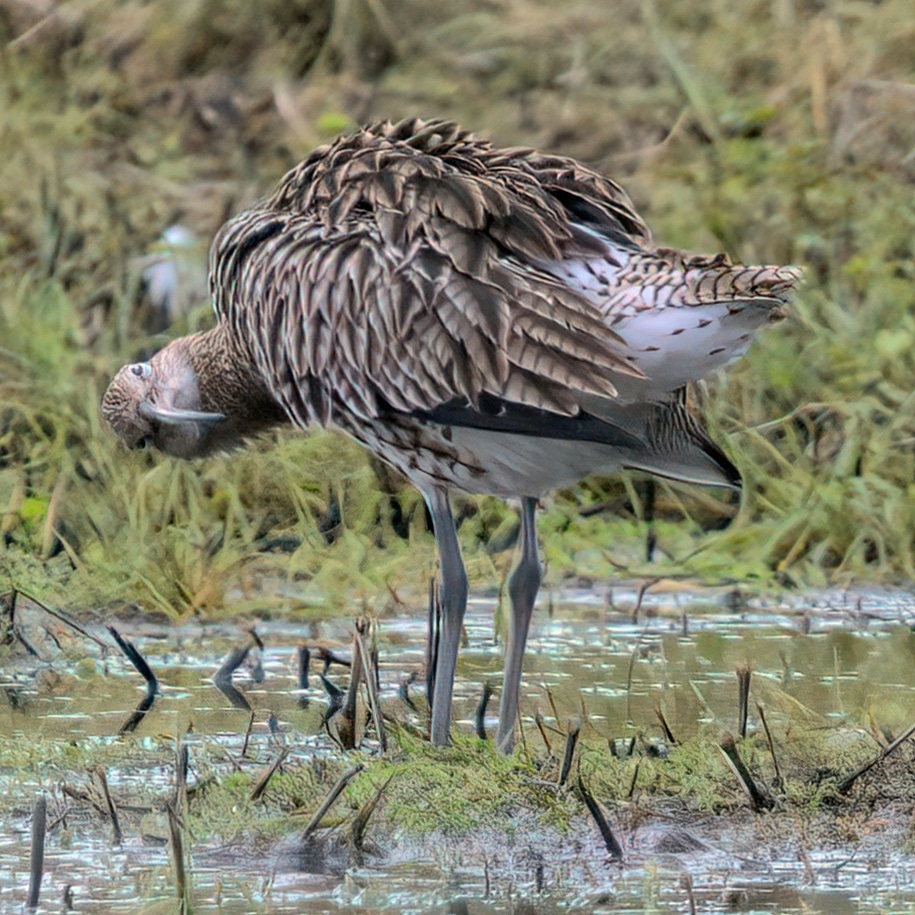 imagery_t's tweet photo. World Curlew day and a fun pose in Shropshire
@BBCSpringwatch @Shrpsmammals @ShropsWildlife @BBCCountryfile @BBCWildlifePOTD @WildlifeTrust #SpringWatchlist https://t.co/lgYoM4vrWZ