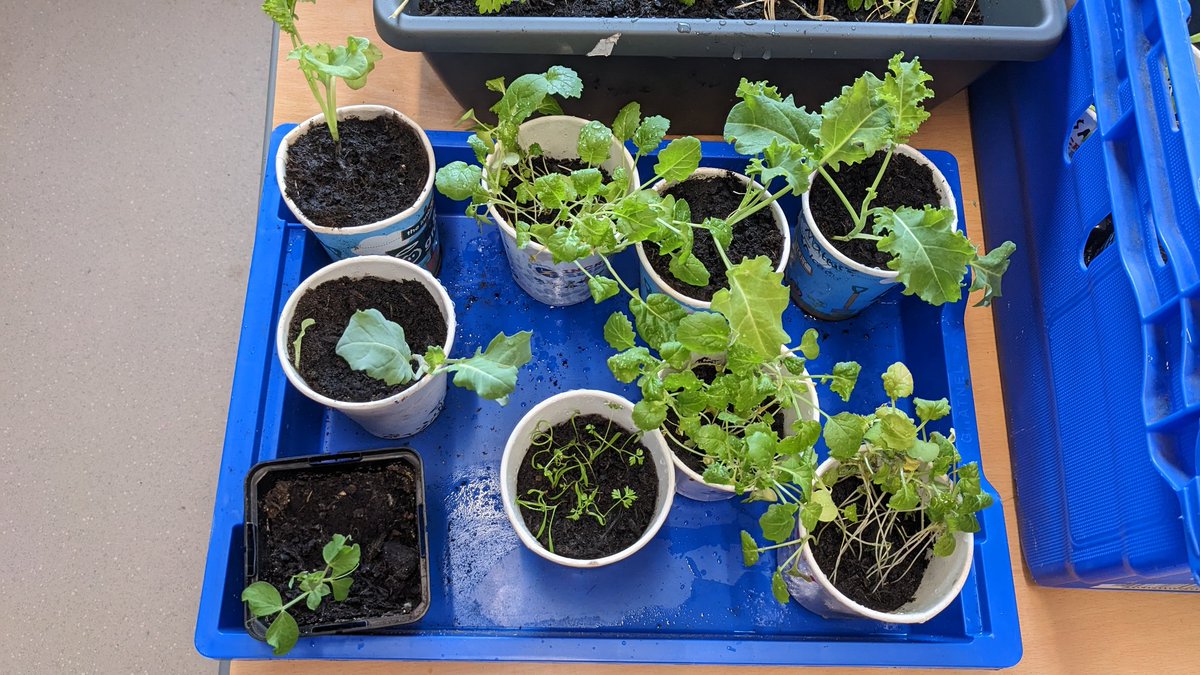 Busy day for our keen gardeners...earthing up the spuds, thinning &amp; potting on lots of 🌱, measuring out for new raised beds to find the optimum home. Lots of buddy planting next week with our younger students.#growyourown #outdoorclassroom
<a href="/GreenSchoolsIre/">Green-Schools</a>