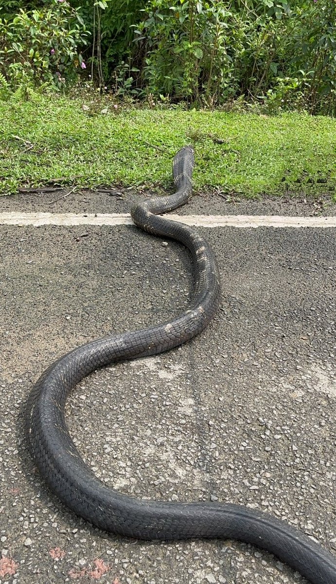 DEVAJIT MORAN #IAmDehingPatkai #Protectmetoo tweet media