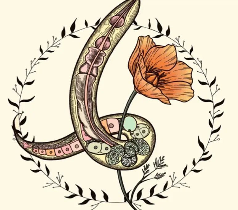 KaplanSchiller's tweet photo. #BAWM is tomorrow, April 22, at the Sciences Lecture Hall 123 at UC Davis campus. If you are attending, please come and talk to me. I am #recruiting a #scientist &amp; #interns.
@pheronym #worms #nematodes #pheromones #behavior #infectivity #fermentation https://t.co/lrjln5TaYt