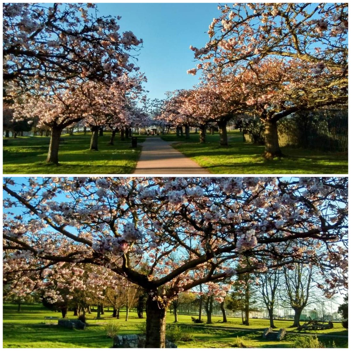 DundeeCulture's tweet photo. 🌸 🌸 🌸  It's blooming marvellous at Dawson Park! So wonderful to see the trees starting to bloom once again! Captured wonderfully by Jim Glover! Hope you are having a fab Friday!

📍 Dawson Park
📸 jimglover84 via IG (https://t.co/uyTcbDaVPp) https://t.co/SOy1dl8Uck