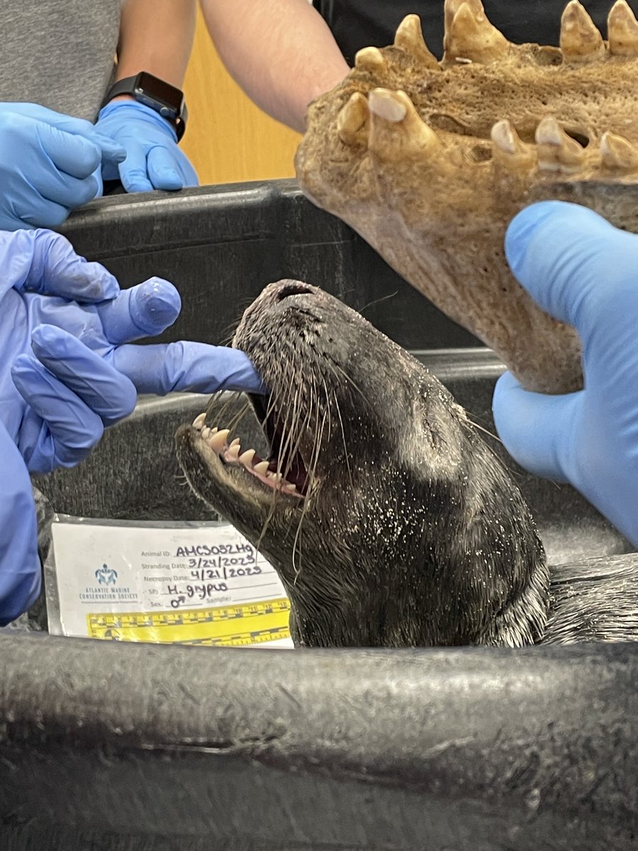 Lynbrook Owls Supt tweet media