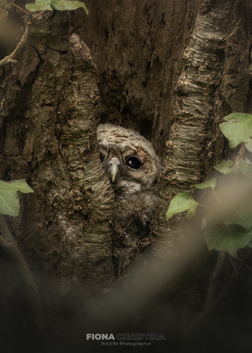 FCCPhotography's tweet photo. And we are back! Tawny owlet peeking out from the nest.
#TwitterNatureCommunity #TwitterNaturePhotography #BirdsOfTwitter #birdwatching #countryfile https://t.co/YZOUi0rBhi