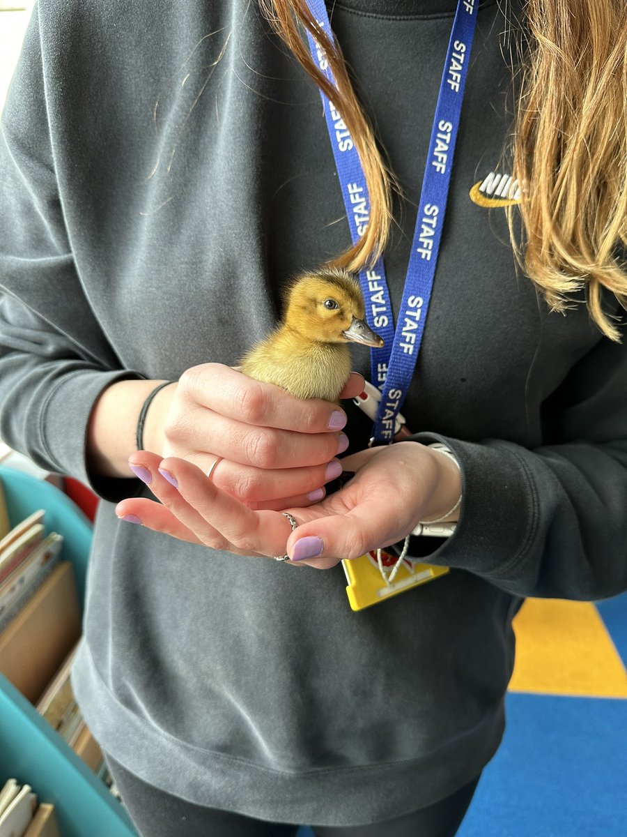 Day 4 - We have 4 ducklings, 1 yellow and 3 brown! Miss Layman enjoyed a cuddle today 💛🤎🦆