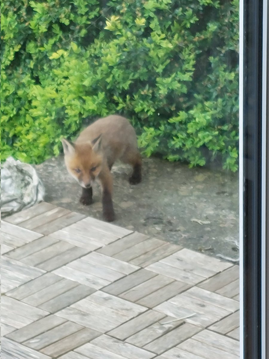 johnnywalker373's tweet image. Always a treat coming home and seeing 3 new born fox cubs in my garden 
#foxcubs #wildlifeireland