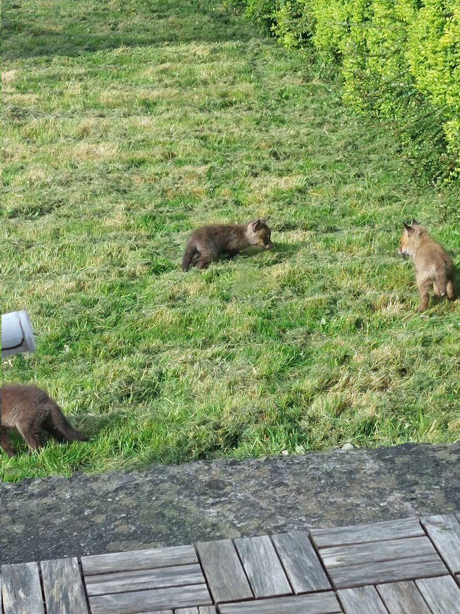 johnnywalker373's tweet image. Always a treat coming home and seeing 3 new born fox cubs in my garden 
#foxcubs #wildlifeireland