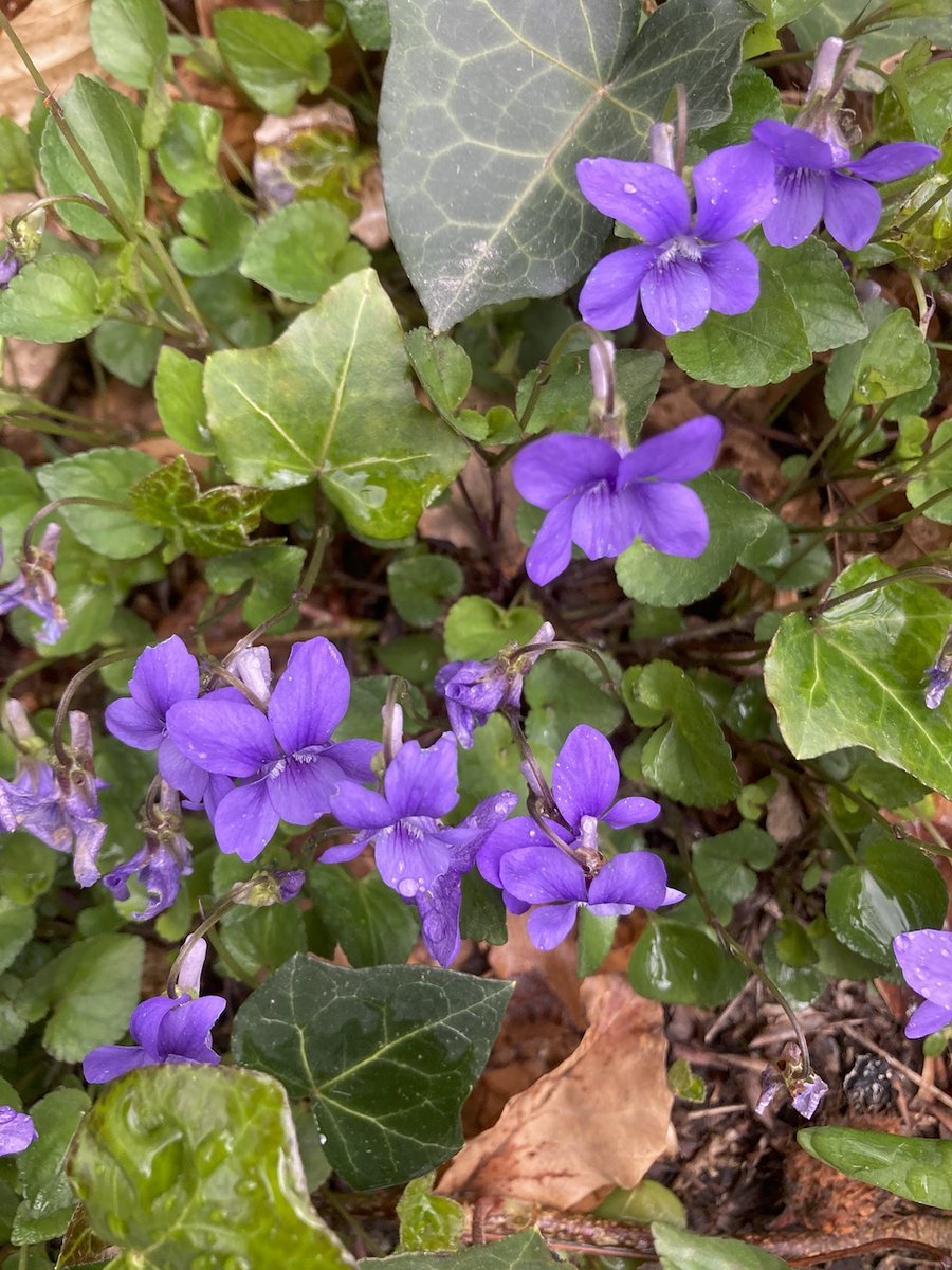 Gwydir Castle on Twitter bursts of spring colour in the