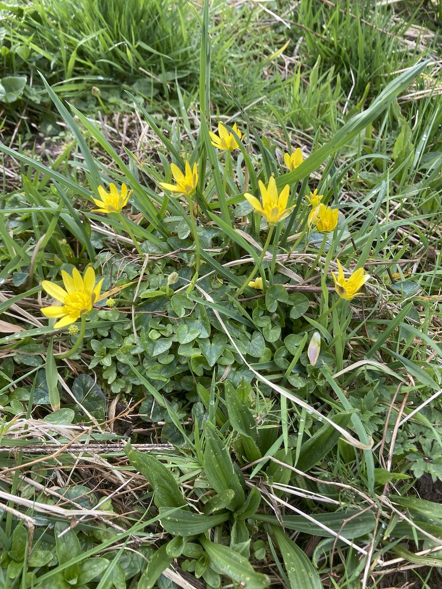 Gwydir Castle on Twitter bursts of spring colour in the