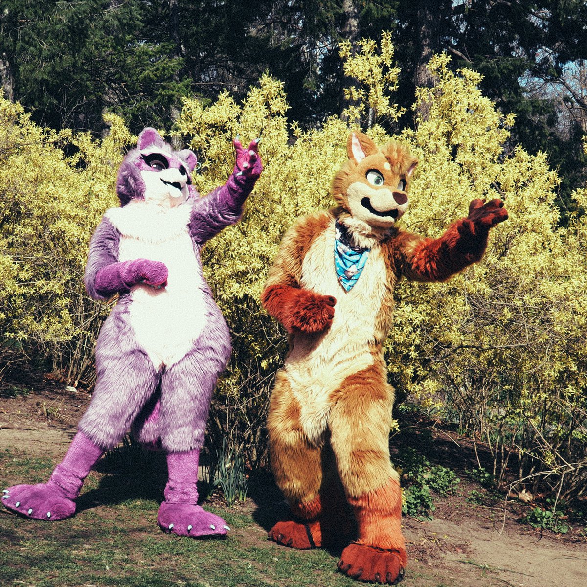 CGeroo's tweet photo. Come visit beautiful Yellow Bush! We have all the amenities to serve you on your journey. #FursuitFriday @zeekayart #operafurry #toronto #fursuit #trashpanda #geroo https://t.co/aeB3FCuJWY