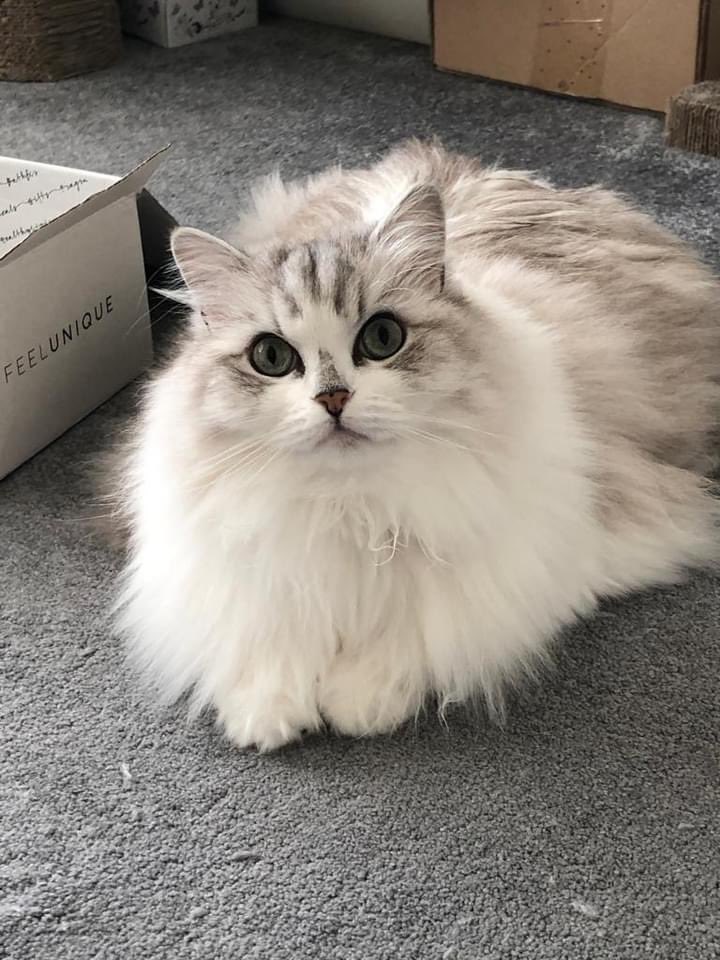 MooMooSimone's tweet photo. Two beautiful Ragamuffins (UK based) available for rehoming. For information please go to https://t.co/144hBaEHsm https://t.co/ZRLgdSeKg1